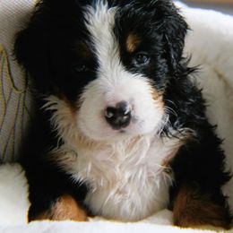 Aussiedoodles, Bernedoodles, and Bernese Mountain Dogs from Doodle Mountain