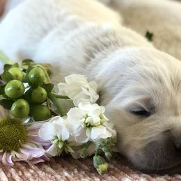 Golden Retriever Puppies from Brightside Goldens