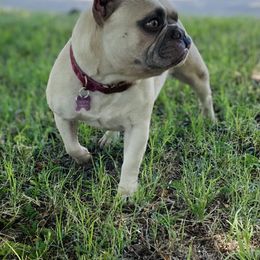 Bulldog and French Bulldog All Grown Up from Fancy Like Bulldogs