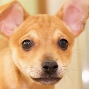 Xoloitzcuintli from XO-TIME Kennel