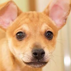 Xoloitzcuintli from XO-TIME Kennel