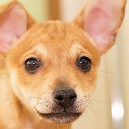 Xoloitzcuintli from XO-TIME Kennel