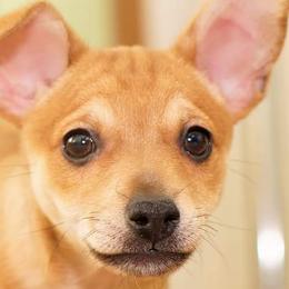 Xoloitzcuintli from XO-TIME Kennel