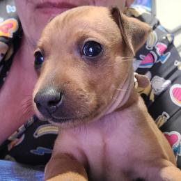 Brown - Stag red male Miniature Pinscher puppy in Phelan, California from Desert Rose Kennel