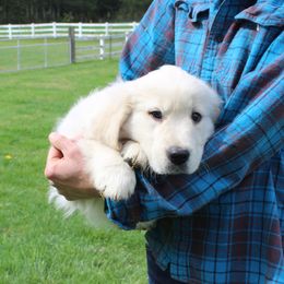 Girl 1 - Light golden female Golden Retriever puppy in Chehalis, Washington from Tradition Golden Retrievers