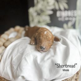 “Shortbread” - Goldendoodle puppy in Cleburne, Texas from Garrett Family Doodles