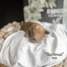 “Shortbread” - Goldendoodle puppy in Cleburne, Texas from Garrett Family Doodles