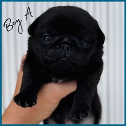 Boy A - Black male Pug puppy in Sarasota, Florida from Wicked Kennel
