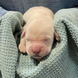Paco - Light golden male Golden Retriever puppy in Ennis, Texas from Amberidge Golden Retrievers