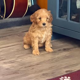 Cavapoo Puppies from AZ Cavapoos