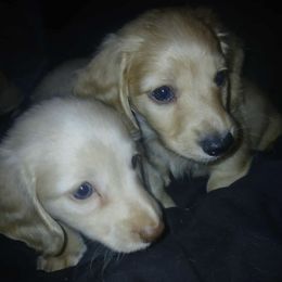 Dachshund Puppies from Atlasta Dachshunds