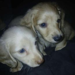 Dachshund Puppies from Atlasta Dachshunds
