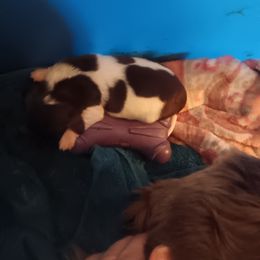 Dachshund Puppies from Lauren's Dachshunds