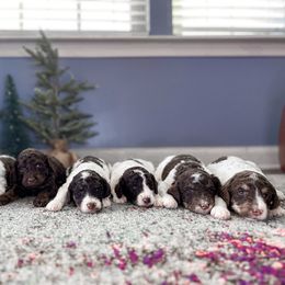 Poodle puppies from Home of Doodles