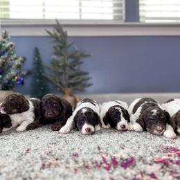 Poodle puppies from Home of Doodles