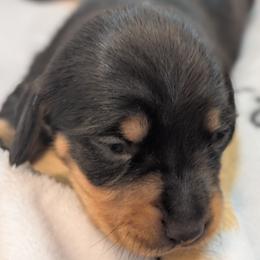 Girl born 2nd - Black and tan female Dachshund puppy in Bunnell, Florida from Briana's Dachshunds