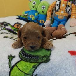 Duke - Cream male Cavapoo puppy in Dallas, Texas from Halo's Heroes Doodles