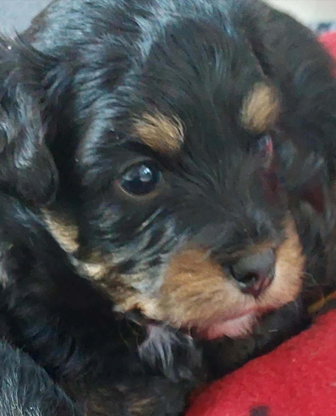 Aussiedoodle puppies from Crazy 8 Toy/ Mini Aussies & Doodles