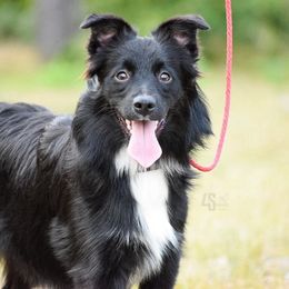 Coin Toss - Black & white Miniature Australian Shepherd puppy in Marion, Michigan from 4 Seasons Aussies