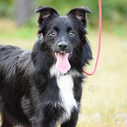 Coin Toss - Black & white Miniature Australian Shepherd puppy in Marion, Michigan from 4 Seasons Aussies