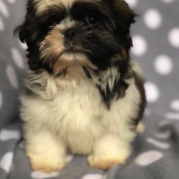 Shih Tzu Puppies from Animal Crackers