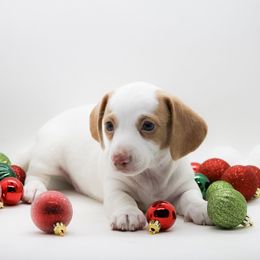 Male 2 - Piebald male Dachshund puppy in Childress, Texas from Taylor Farms