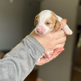 Dachshund Puppies from Rea's Puppies
