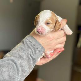 Dachshund Puppies from Rea's Puppies