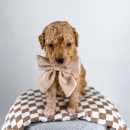 Boots - Apricot male Goldendoodle puppy in Jamestown, Kentucky from Milk & Honey Doodles