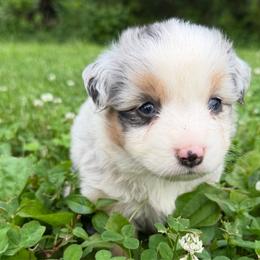 Latigo - Blue merle male Miniature American Shepherd puppy in Clinton, Missouri from Mockingbirds American Minis