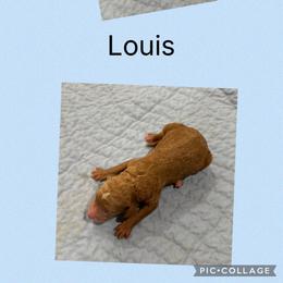 AKC Louis - Red  male Poodle puppy in Harrisburg, Arkansas from Ransone’s Ridge Runners Poodles and Doodles
