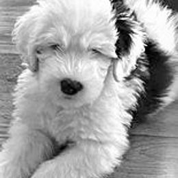 Old English Sheepdog Puppies from Bear Dance OES