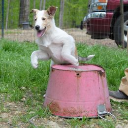 Collie Puppies from Collies of Wych