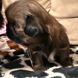 Alex Aqua - Brindle male Shih Tzu puppy in Richfield, North Carolina from Southern Sass Shih Tzu