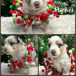 (2) Donner, BMM - Blue merle male Miniature American Shepherd puppy in Huntington, Texas from JKKJ Farms