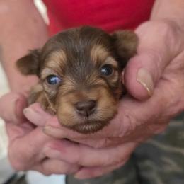 Girl1 - Sable female Yorkshire Terrier puppy in Bucyrus, Ohio from Dyer's Beauties