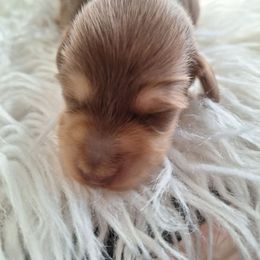 Chocolate and cream 4 - Chocolate and cream female Dachshund puppy in Gordon, Georgia from Long Dogs Yellow Farm