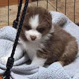 Folsom - Red tri-color male Australian Shepherd puppy in Massachusetts from Knauer Australian Shepherds