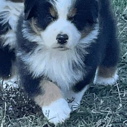 Australian Shepherd Puppies from South Ridge Aussies