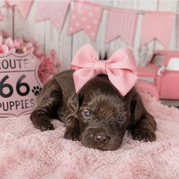 Le Ve Est Bel (Bella) - Brown female Shihpoo puppy in Delphos, Ohio from Route 66 Puppies