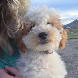 Rover - Parti male Goldendoodle puppy in Boise, Idaho from Nesting Dolls