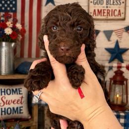 Red collar - Chocolate male Goldendoodle puppy in Christiana, Tennessee from Rechlicz Family Doodles