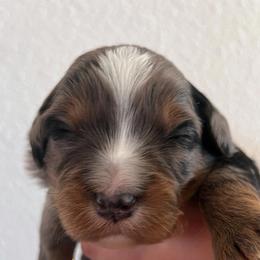 Sol - Merle male Bernedoodle puppy in Gilbert, Arizona from LittleLegacyDoodles