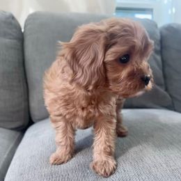 Rosie - Red female Cavapoo puppy in Northern, California from Cavapoos R4 Cuddles