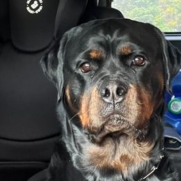 Shadow - Rottweiler