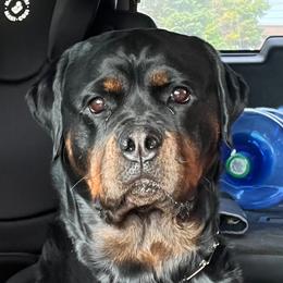 Shadow - Rottweiler