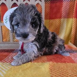 Wanda ( red collar) - Merle female Schnoodle puppy in Novinger, Missouri from Stormi Sky Schnoodles