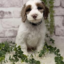 Rhodium - Chocolate male Australian Labradoodle puppy in Brush Prairie, Washington from Fancy Pants Labradoodles