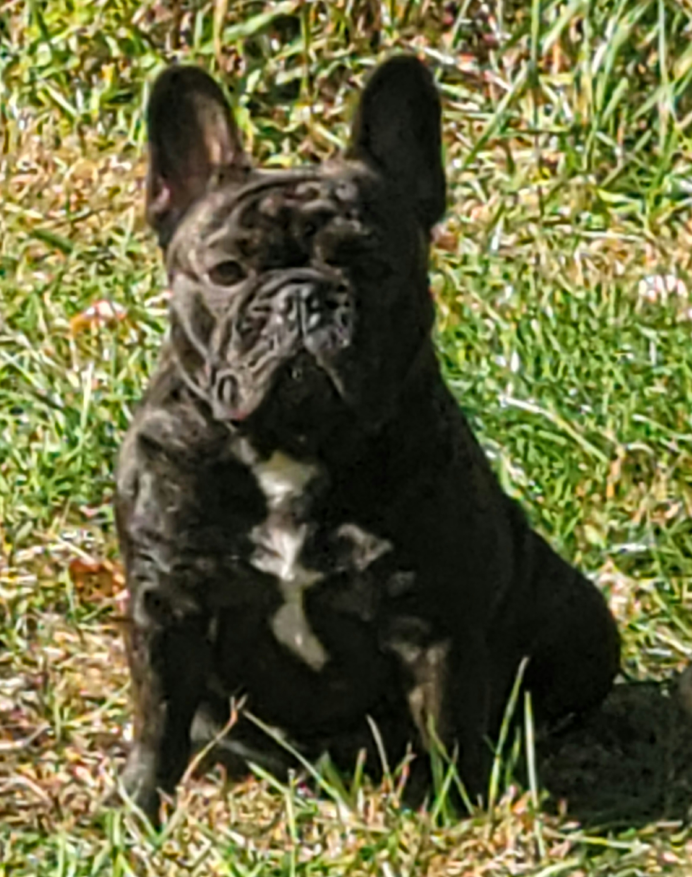 Wisteria - French Bulldog