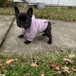 French Bulldog Puppies from Gotts Frenchies
